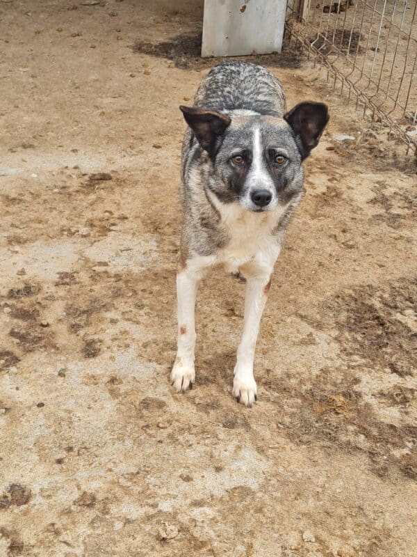TIFFIE (♀) – Bild 13