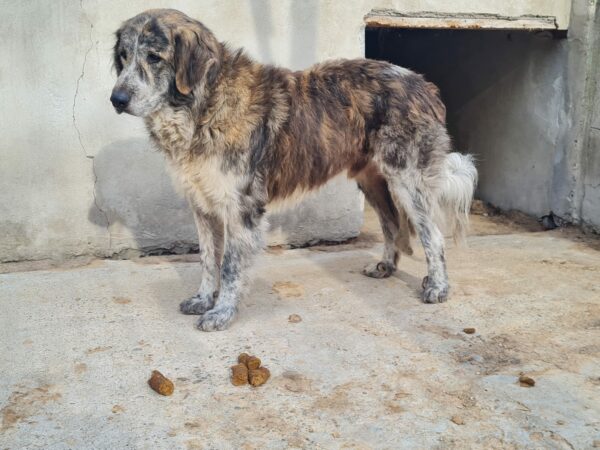 PIMBOLI (♂) – Bild 13