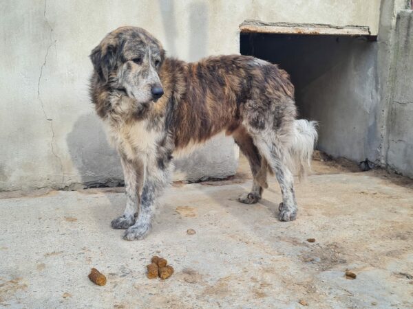 PIMBOLI (♂) – Bild 14