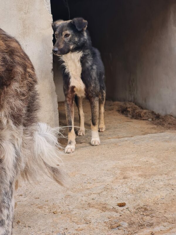 MISSY (♀) – Bild 5