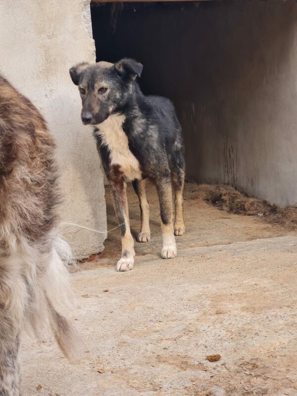 MISSY (♀) – Bild 2
