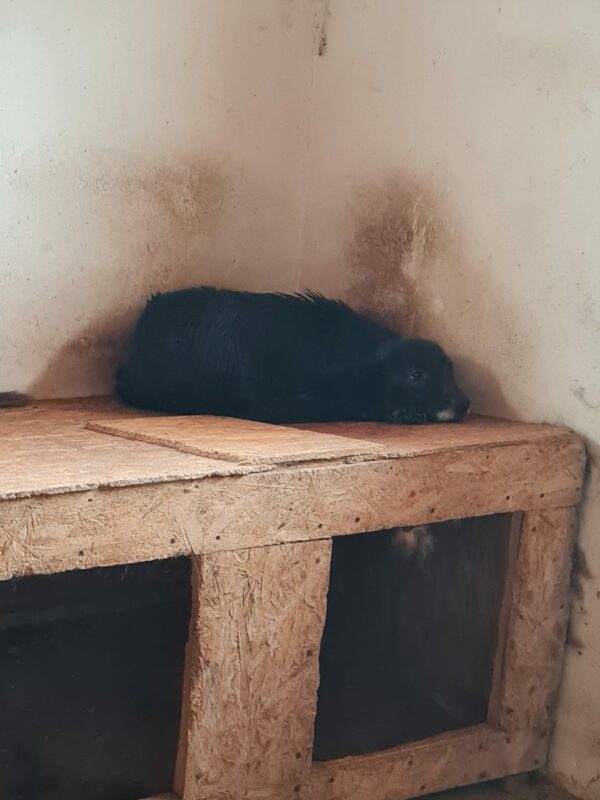 KASKADA  - reserviert Anna (TR/HU) 13.03 - vermittelt – Bild 2