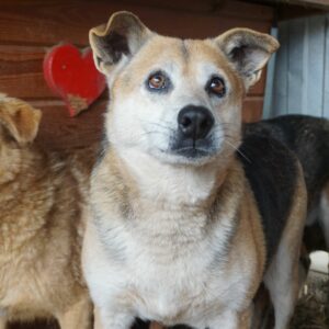 KAJAL (BUCK) - lebte seit 2016 im Shelter - auf PDR PS im PLZ Bezirk 96 - vermittelt