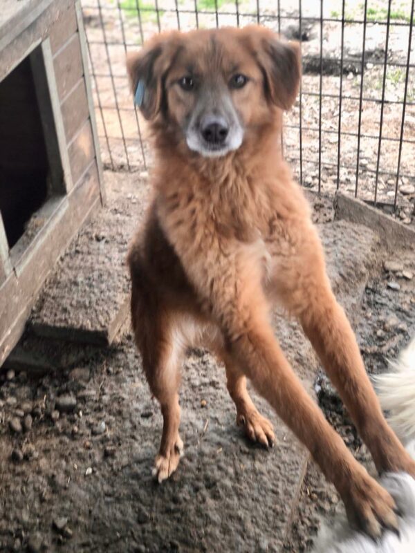 JERRY - seit 2019 im Shelter - ausgereist zum TH Filderstadt – Bild 10