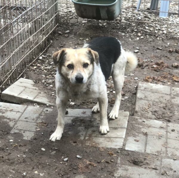 BILBO - vermittelt GS – Bild 6