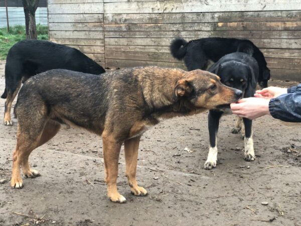 JOSCHI (BORUSSIO) - seit mindestens 2018 im Shelter – Bild 8