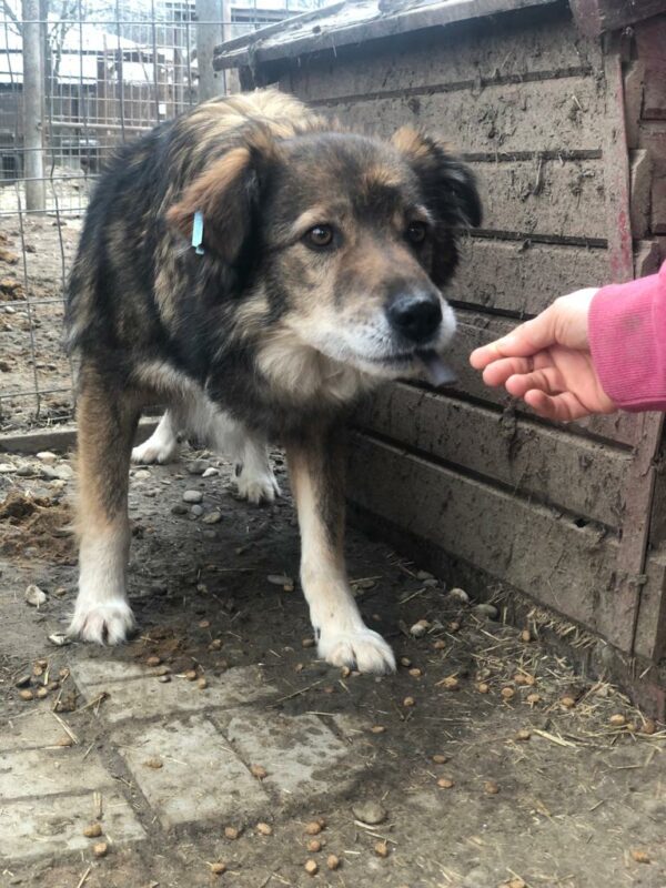 COLLIN (♂) - seit mindestens 2019 im Shelter – Bild 9