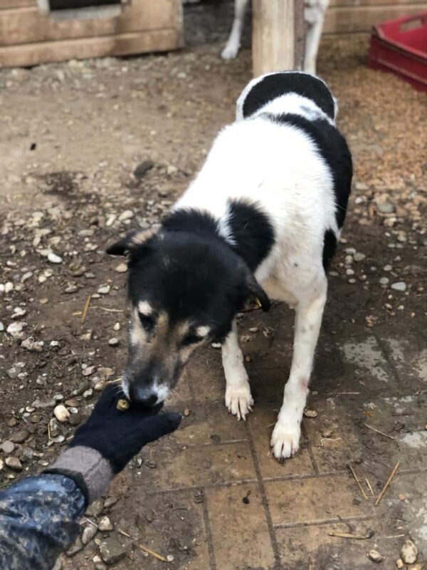 BALKO (♂)- seit mindestens 2019 im Shelter – Bild 16