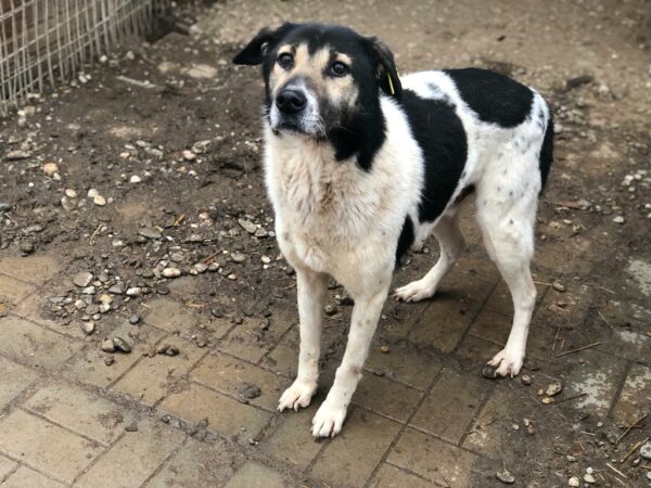 BALKO (♂)- seit mindestens 2019 im Shelter – Bild 15