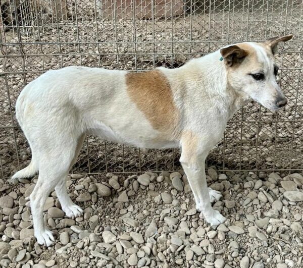 CHILLIE (♀) - seit mind. 2020 im Shelter - ausgereist zur Tierhilfe Lebenswert DR 15.03.25 – Bild 4