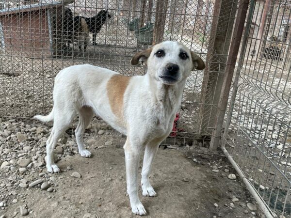 CHILLIE (♀) - seit mind. 2020 im Shelter - ausgereist zur Tierhilfe Lebenswert DR 15.03.25