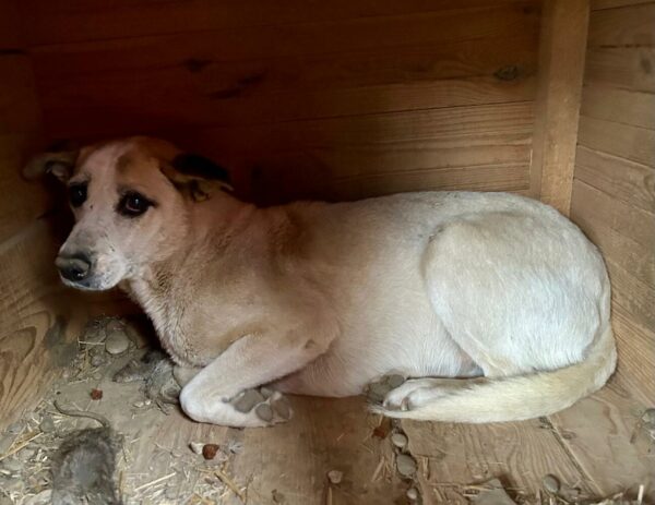 CHILLIE (♀) - seit mind. 2020 im Shelter - ausgereist zur Tierhilfe Lebenswert DR 15.03.25 – Bild 3