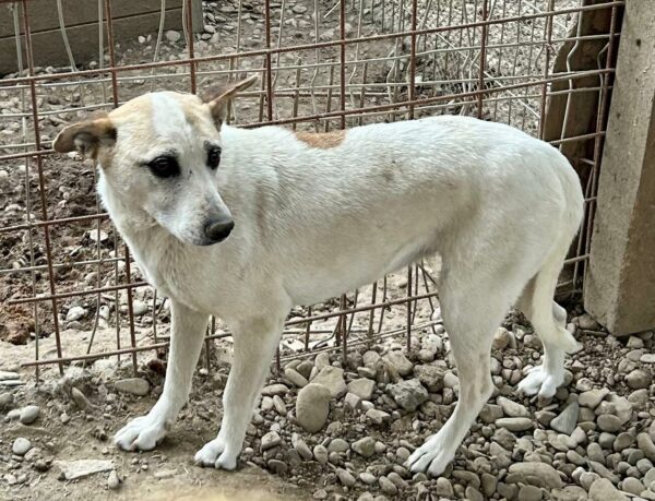 CHILLIE (♀) - seit mind. 2020 im Shelter - ausgereist zur Tierhilfe Lebenswert DR 15.03.25 – Bild 2