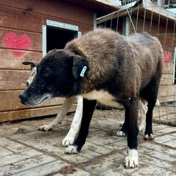 CARLITO (♂) - seit 2020 im Shelter – Bild 4
