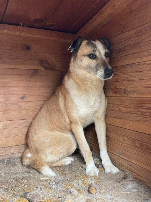 BONNY (♀) - seit 2020 im Shelter – Bild 3