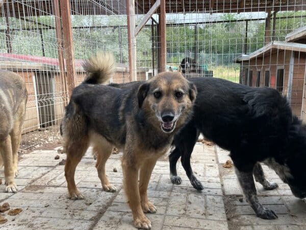 TONJA (♀) - seit mind. Anfang 2019 im Shelter – Bild 7