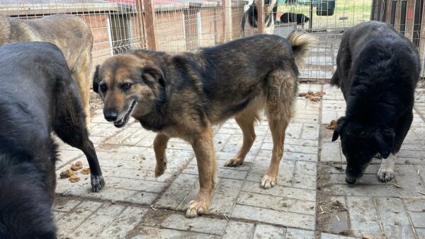 TONJA (♀) - seit mind. Anfang 2019 im Shelter – Bild 6