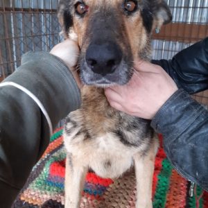 YALA - Notfall - viel zu dünn - reserviert 4animals - vermittelt