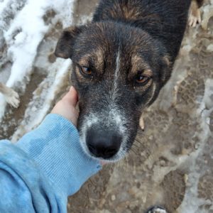 ZEUS (AVERY) - reserviert Eifelhof Frankenau - vermittelt