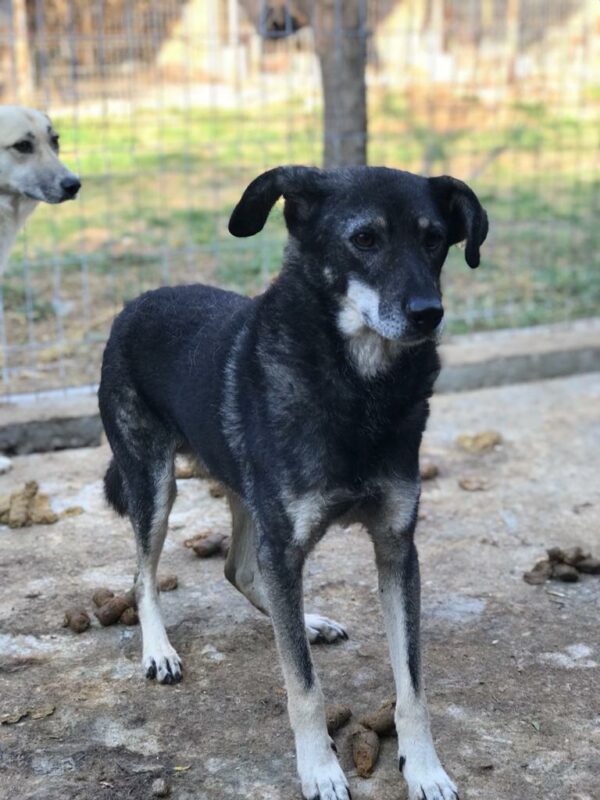 ZORRO - vermittelt Manuela – Bild 7