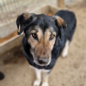 AFAN - seit mind. 2017 im Shelter - vermittelt Betty