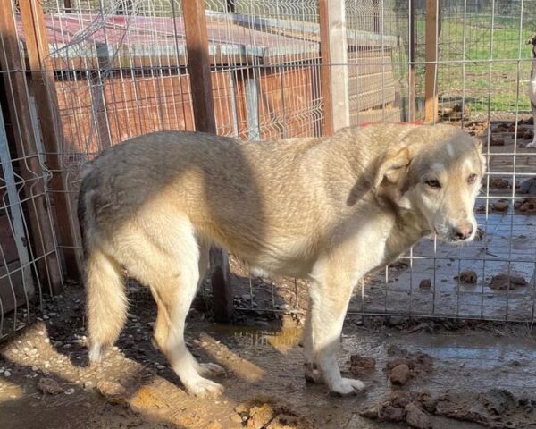 JUNEH (♀) - seit 2019 im Shelter – Bild 6