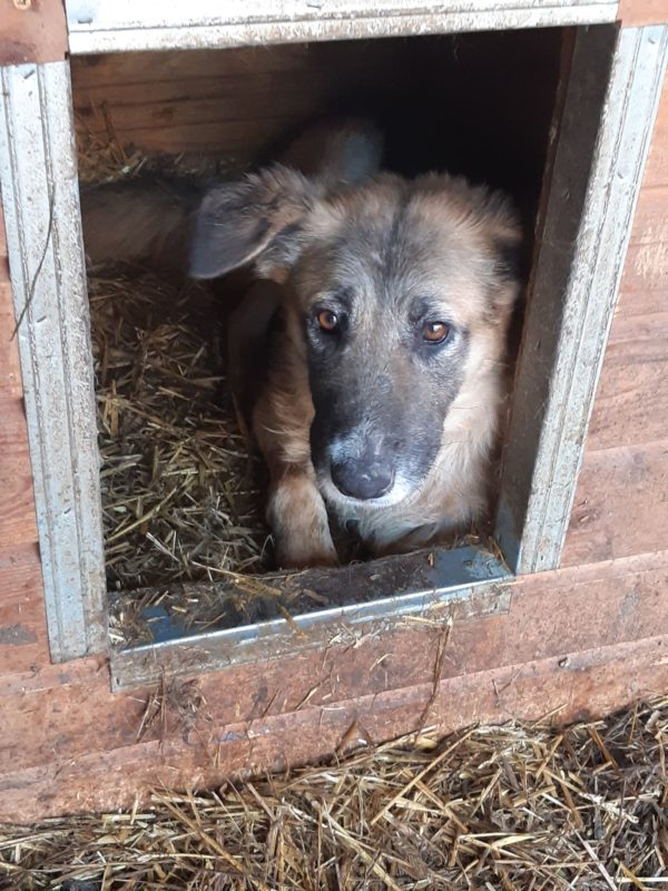 KIRA - reserviert 4animals - vermittelt – Bild 6