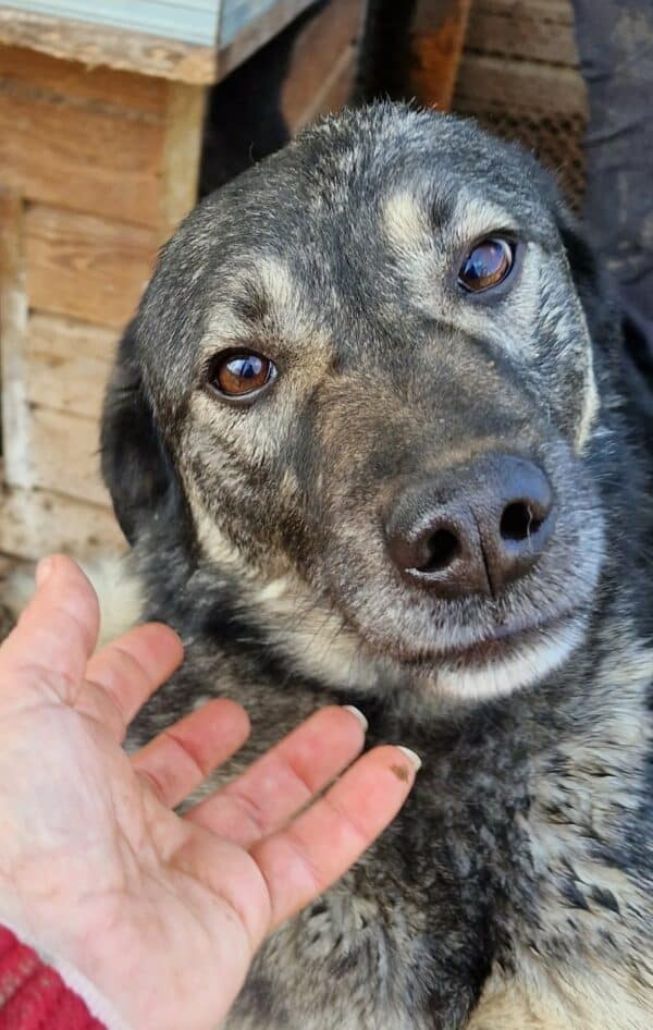 RANGO - seit 2019 im Shelter - ausgereist zu Tiere brauchen Freunde