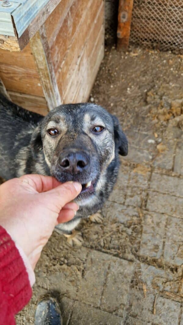 RANGO - seit 2019 im Shelter - ausgereist zu Tiere brauchen Freunde – Bild 3