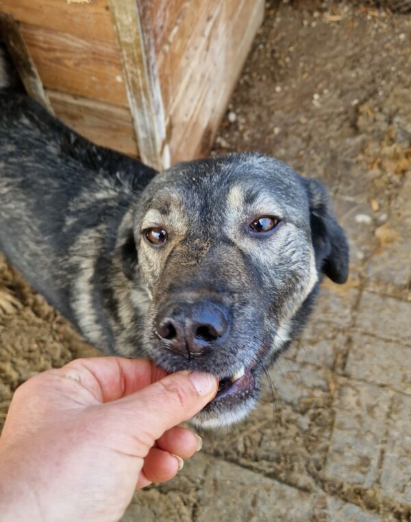 RANGO - seit 2019 im Shelter - ausgereist zu Tiere brauchen Freunde – Bild 4