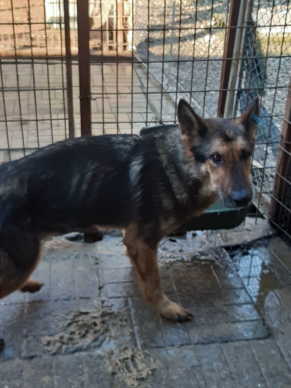 YALA - Notfall - viel zu dünn - reserviert 4animals - vermittelt – Bild 2