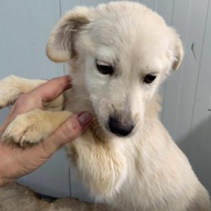 YUMA - reist auf PS in PLZ 2 - SE - vermittelt