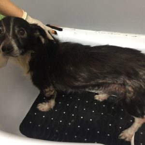 AMY - auf Pflegestelle in PLZ 1 - vermittelt