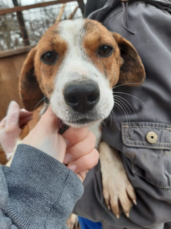 CHRISSI - reserviert Tierschutz Team - vermittelt