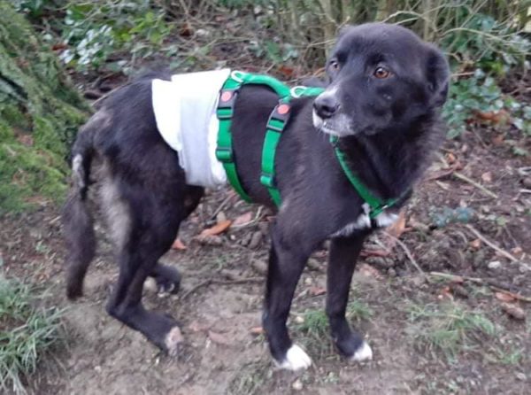 LUCKY - Gnadenplatzhund seit dem 17.02.2022  - RBB 17.11.2023 – Bild 4