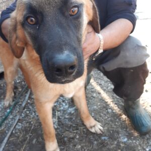 CATCH - auf Pflegestelle in PLZ 2 - vermittelt