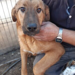 DOLLAR - reist auf PS in PLZ 2 - vermittelt