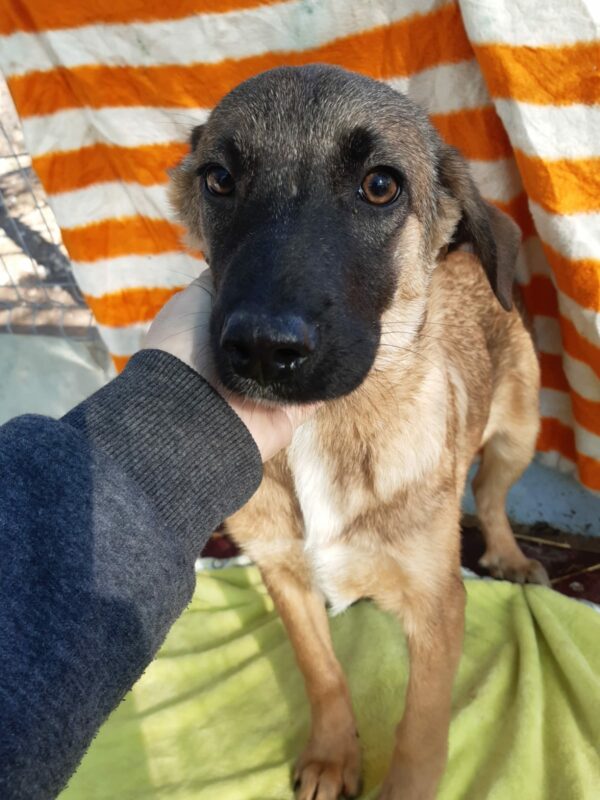 BALOU - reserviert NadineH - vermittelt – Bild 5