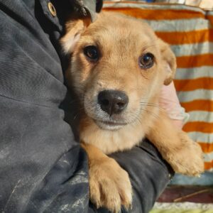 BETTY - reserviert Lorraine - vermittelt