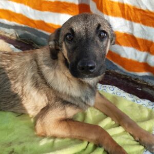 NICKY - reserviert Lorraine - vermittelt