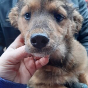 JENNY - reserviert Lorraine - vermittelt