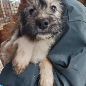 HOPI - reserviert Lorraine - vermittelt