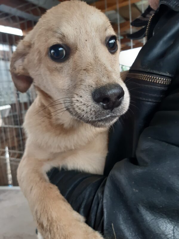 LUCKY - reserviert Hundeengel - vermittelt