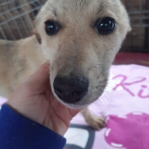 CARAMEL - reserviert für PS in PLZ 4 - vermittelt