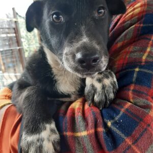 GIOIA - reserviert Vergessene Pfoten Stuttgart - vermittelt