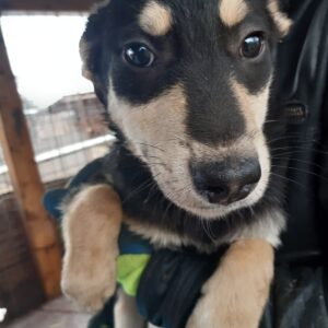 ASHER - reserviert Kathleen Müller - vermittelt