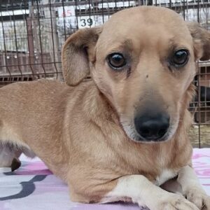 PAULA - reserviert 4animals (PS) - vermittelt