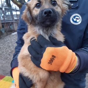 IRMI - reserviert 4animals (PS) - vermittelt