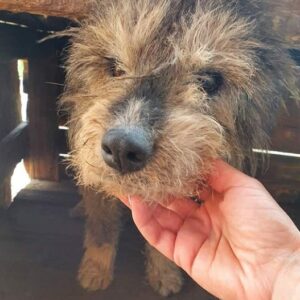 SERVUS - reserviert 4animals - vermittelt