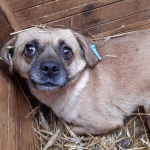 TILLY - reserviert TH Koblenz - vermittelt